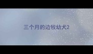 三个月的边牧幼犬