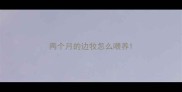 两个月的边牧怎么喂养