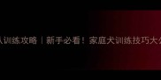金毛vs拉布拉多服从训练攻略新手必看家庭犬训练技巧大公开附训练视频
