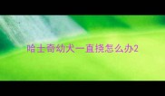 哈士奇幼犬一直挠怎么办