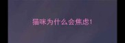 猫咪为什么会焦虑