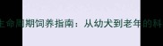 金毛犬全生命周期饲养指南从幼犬到老年的科学养护全