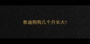 泰迪狗狗几个月长大