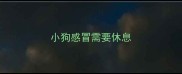 小狗感冒需要休息