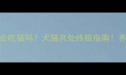 拉布拉多会吃猫吗犬猫共处终极指南养宠人必看
