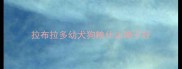 拉布拉多幼犬狗粮什么牌子好