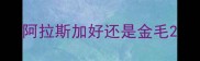 阿拉斯加好还是金毛