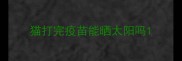 猫打完疫苗能晒太阳吗