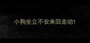 小狗坐立不安来回走动