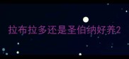 拉布拉多还是圣伯纳好养