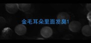 金毛耳朵里面发臭