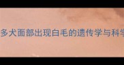黑色拉布拉多犬面部出现白毛的遗传学与科学养护指南