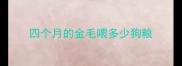 四个月的金毛喂多少狗粮
