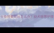 1月龄哈士奇频繁呕吐怎么办幼犬肠胃护理全攻略
