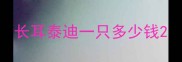 长耳泰迪一只多少钱