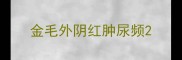 金毛外阴红肿尿频