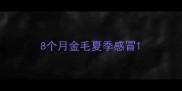 8个月金毛夏季感冒