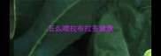 怎么喂拉布拉多健康