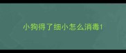 小狗得了细小怎么消毒