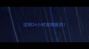 沈阳24小时宠物医院