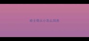 哈士奇从小怎么饲养