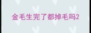 金毛生完了都掉毛吗