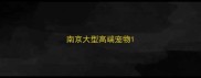 南京大型高端宠物