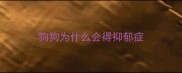 狗狗为什么会得抑郁症