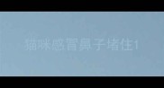 猫咪感冒鼻子堵住