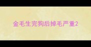 金毛生完狗后掉毛严重
