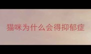 猫咪为什么会得抑郁症