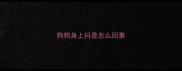 狗狗身上抖是怎么回事