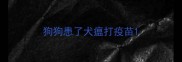 狗狗患了犬瘟打疫苗
