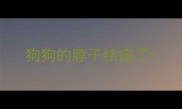 狗狗的脖子结痂了