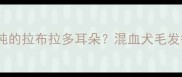 如何拯救不纯的拉布拉多耳朵混血犬毛发护理全攻略