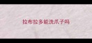 拉布拉多能洗爪子吗