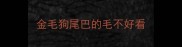 金毛狗尾巴的毛不好看