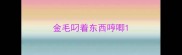 金毛叼着东西哼唧