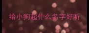 给小狗起什么名字好听