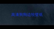 高清狗狗边牧壁纸