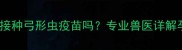 猫咪怀孕期可以接种弓形虫疫苗吗专业兽医详解孕期保健全指南