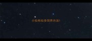小拉布拉多饲养方法