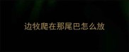边牧爬在那尾巴怎么放