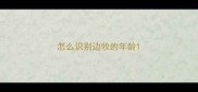 怎么识别边牧的年龄