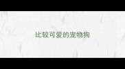 比较可爱的宠物狗