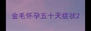 金毛怀孕五十天症状