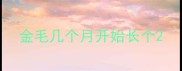 金毛几个月开始长个