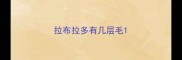 拉布拉多有几层毛