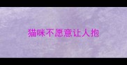 猫咪不愿意让人抱