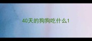 40天的狗狗吃什么